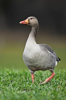 Greylag goose (Anser anser), standing in a meadow, Switzerland