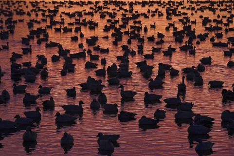Snow Goose (Anser caerulescens), New Mexico, USA