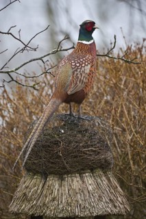 Common Pheasant (Phasianus colchicus) male, Schleswig-Holstein, Germany