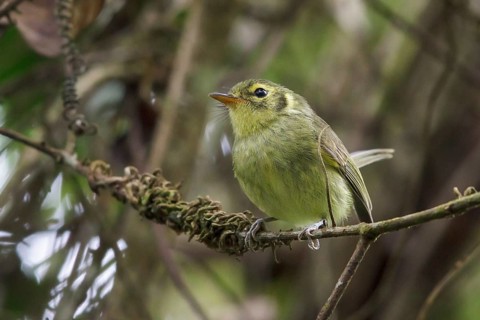 Oustalet's Tyrannulet (Phylloscartes oustaleti) perched on a branch in the Atlantic rainforest of