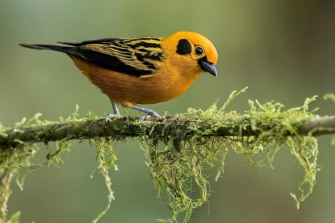 Golden Tanager (Tangara arthus) perched on a branch in Colombia, South America