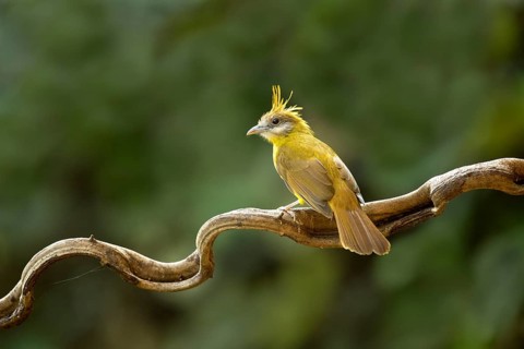 White-throated Bulbul (Alophoixus flaveolus), Yunnan, China