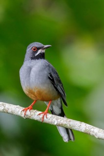 Red-legged Thrush (Turdus plumbeus) perched on a branch in Cuba