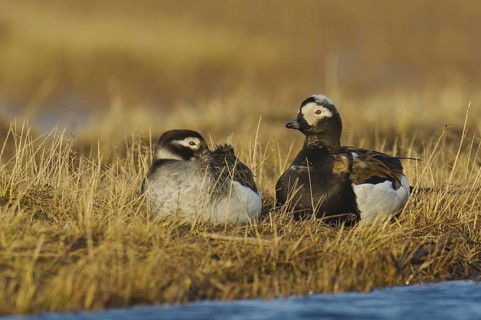 Long-tailed Duck (Clangula hyemalis), Alaska, USA