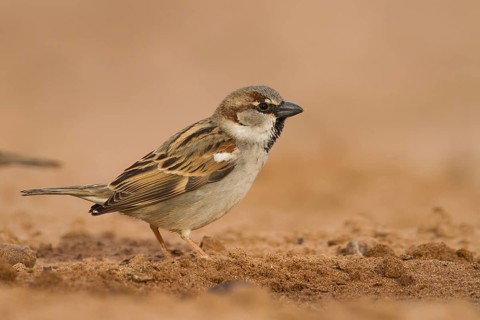 House Sparrow - Haussperling - Passer domesticus ssp. tingitanus, adult male, Morocco