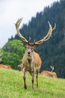 Red deer (Cervus elaphus) stag on a meadow in tirol, Kitzbühel, Wildpark Aurach, Austria
