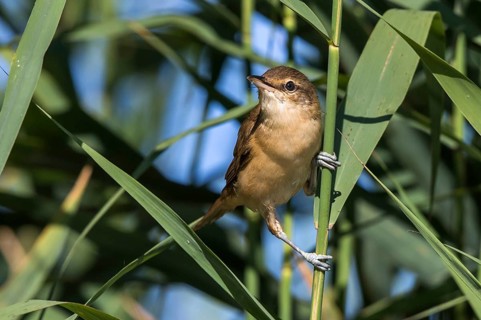 Great Reed Warbler (Acrocephalus arundinaceus) perched in reedbed, Mecklenburg-Western Pomerania,