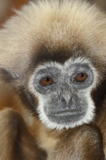 White-handed gibbon (Hylobates lar), portrait, captive, occurring in Asia
