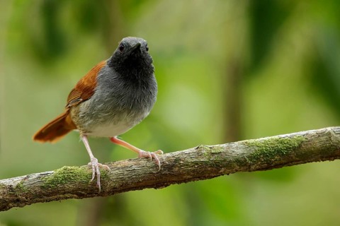 White-bellied Antbird (Myrmeciza longipes) perched on a branch in the grasslands of Guyana