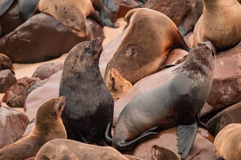 Seal colony, fur seal, Cape fur seal (Arctocephalus pusillus), Cape Cross, Atlantic coast, Namibia