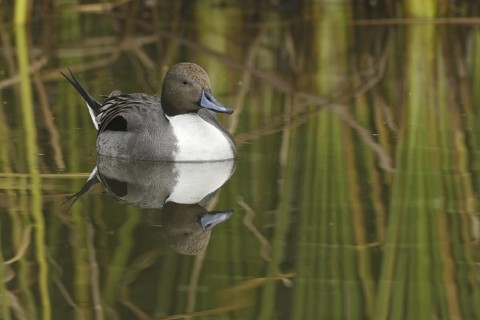 Northern Pintail (Anas acuta) male, Arizona, USA