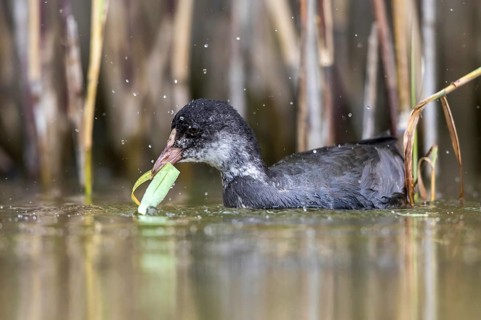 Eurasian Coot (Fulica atra) juvenile eating reeds, Mecklenburg-Western Pomerania, Germany