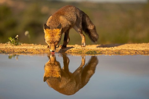 A vibrant image capturing a fox carefully drinking water from a tranquil pond, its reflection