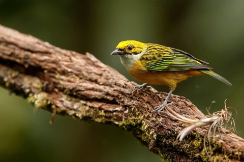 Silver-throated Tanager (Tangara icterocephala) perched on a trunk, Costa Rica