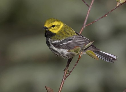 Black-throated Green Warbler (Setophaga virens) male, Michigan, USA