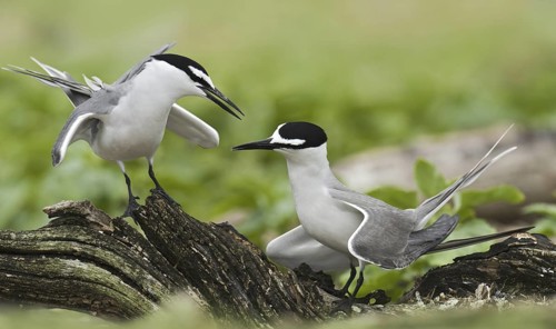Spectacled Tern (Onychoprion lunatus), Hawaii, USA