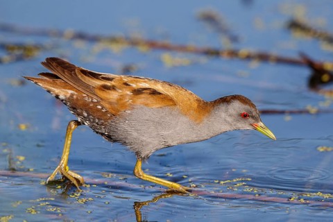 Little Crake (Porzana parva) male foraging, Lesvos, Greece
