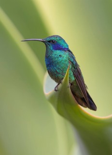 Green Violetear Hummingbird (Colibri thalassinus) - San Gerrardo de Dota, Costa Rica