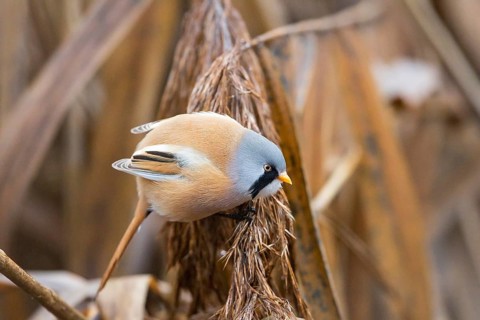 Bearded Reedling (Panurus biarmicus) male perched on reeds, Baden-Wuerttemberg, Germany