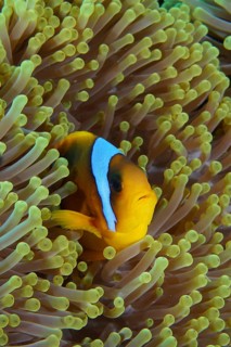 Red sea anemonefish (Amphiprion bicinctus)