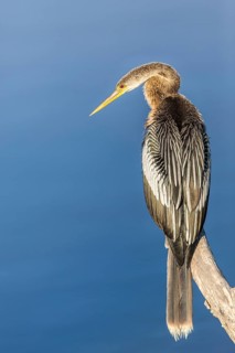 Anhinga (Anhinga anhinga) perched on a branch, Florida, USA