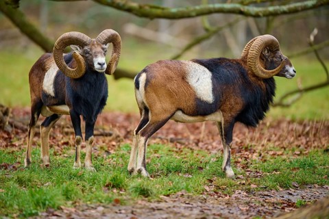 Two rams with impressive horns standing in autumn forest, mouflon (Ovis aries musimon), Hesse,
