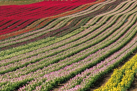 Tulips, field, blossom, Provence, Alps, Western Alps, Maritime Alps, France, agriculture,