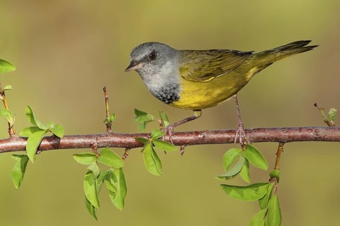 Mourning Warbler (Geothlypis philadelphia) male, Texas, USA