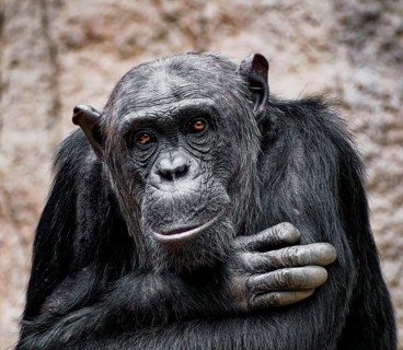 Animal portrait Western chimpanzee (Pan troglodytes verus), primate, ape, endangered species,