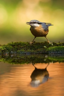 Eurasian Nuthatch (Sitta europaea), Utrecht, Netherlands