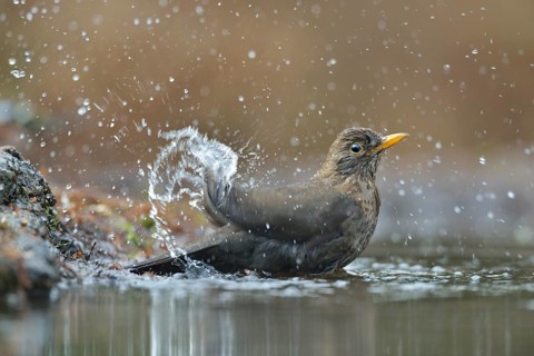 Common Blackbird (Turdus merula) female bathing, Netherlands