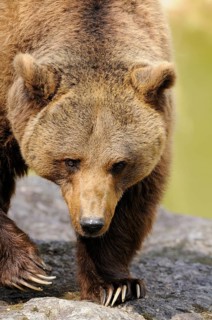 A brown bear carefully walking over a stone in a natural environment, Eurasian brown bear (Ursus