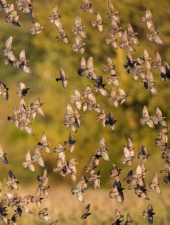 Common Starling (Sturnus vulgaris) large swarm flying in at sleeping place, Brandenburg, Germany