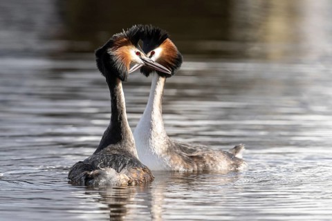 Great Crested Grebe (Podiceps Scalloped ribbonfish) Courtship, Emsland, Lower Saxony, Germany