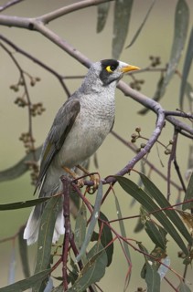 Noisy Miner (Manorina melanocephala), Victoria, Australia