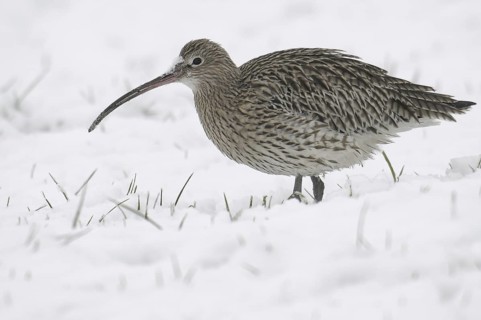 Eurasian Curlew (Numenius arquata), Germany