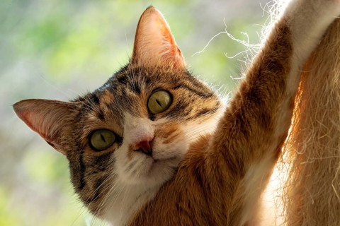 Cat, European Shorthair, domestic cat (Felis catus), tricoloured, portrait, Baden-Württemberg,