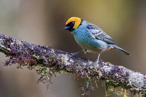 Saffron-crowned Tanager (Tangara xanthocephala) perched on a branch in Ecuador, South America