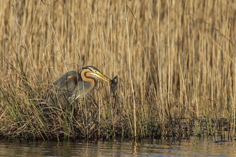 Purpurreiher (Ardea purpurea) Purple Heron