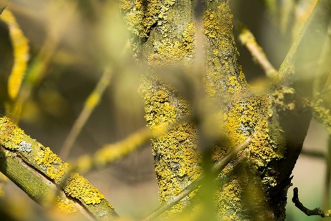 Lichens on a tree