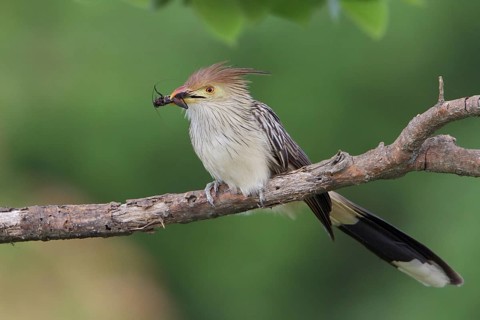 Guira Cuckoo (Guira guira) perched on a branch in Bolivia, South America