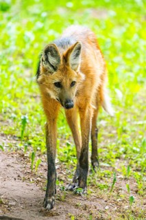 Maned wolf (Chrysocyon brachyurus) walking around, Germany