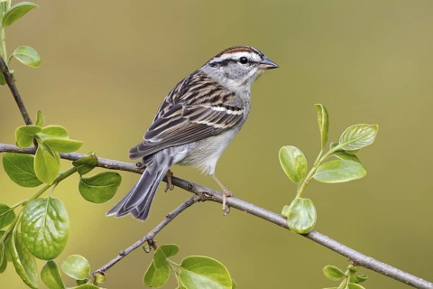 Chipping Sparrow (Spizella passerina), Maryland, USA