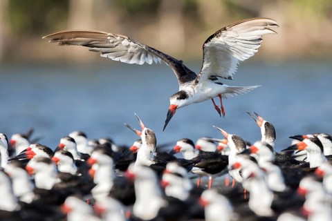 Black Skimmer (Rynchops niger) group, Santa Rosa, Guatemala