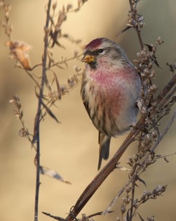Common Redpoll (Acanthis flammea), Mecklenburg-Western, Pomerania, Germany
