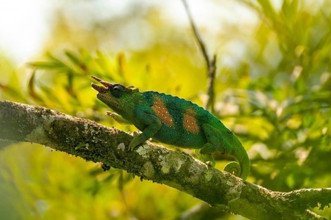 Three-horned chameleon (Trioceros jacksonii), male, Bwindi Impenetrable Forest National Park,