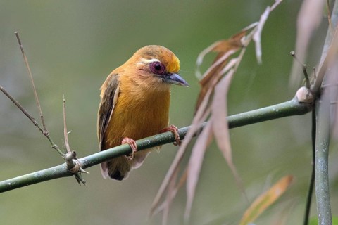 White-browed Piculet (Sasia ochracea) perched on a branch, Lam Dong, Vietnam