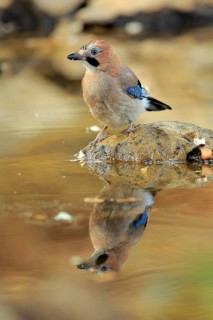 Eurasian Jay (Garrulus glandarius) juvenile at a waterhole, Andalusia, Spain