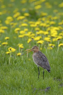 Uferschnepfe (Limosa limosa), in Löwenzahnwiese, Mai, Nijkerk (NL)