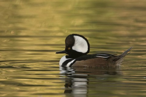 Hooded Merganser (Lophodytes cucullatus) male, Arizona, USA